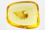 Fossil Moth Fly (Psychodidae) In Baltic Amber #381339-1